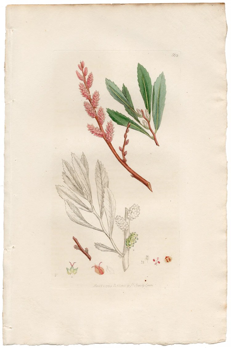 Sowerby Botany Plate 562 Sweet Gale, or Dutch Myrtle
