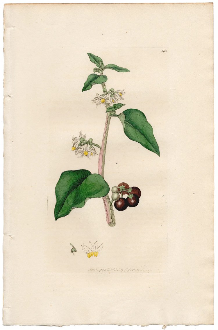 Sowerby Botany Plate 566 Common or Garden Nightshade