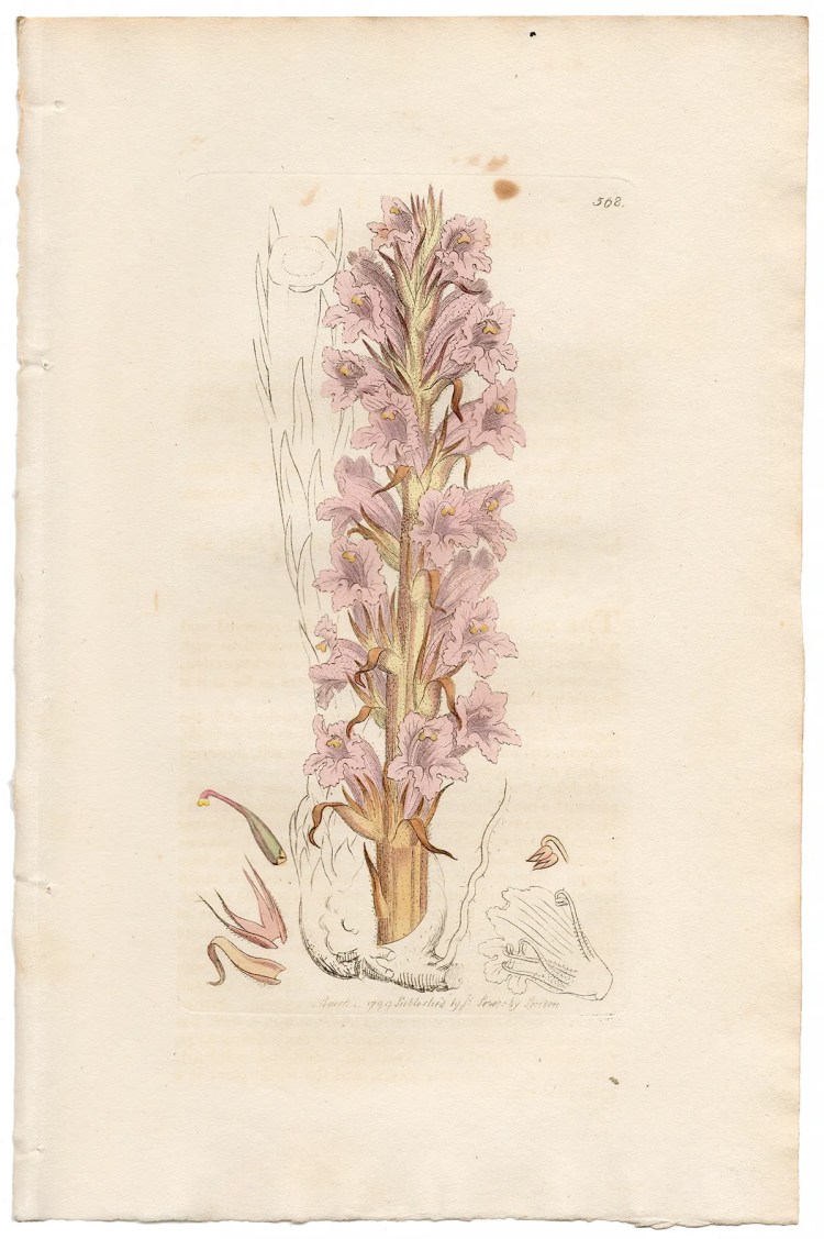 Sowerby Botany Plate 568 Tall Broom-rape