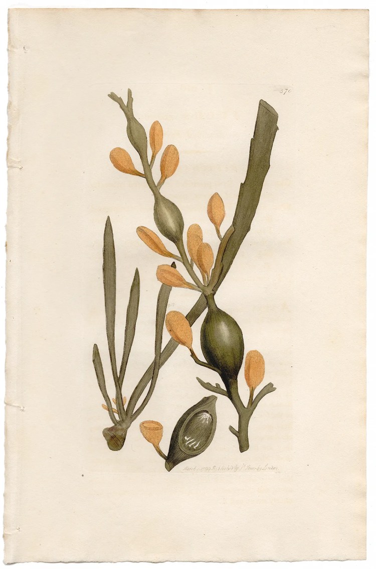 Sowerby Botany Plate 570 Knobbed Fucus