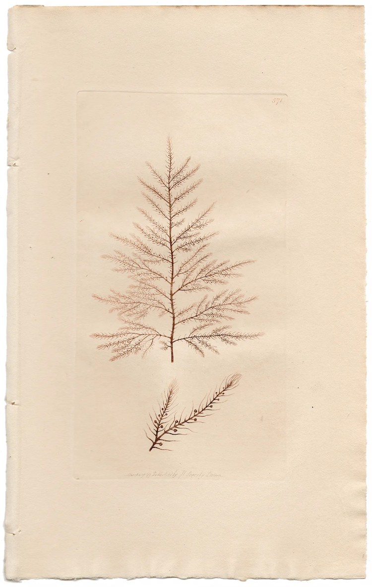 Sowerby Botany Plate 571 Asparagus Fucus