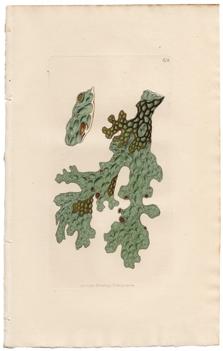 Sowerby Botany Plate 572 Lungwort Lichen