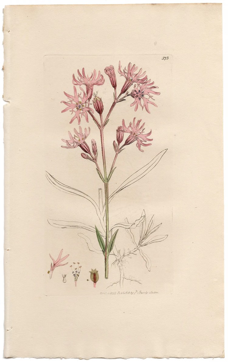 Sowerby Botany Plate 573 Meadow Lychnis, or Ragged Robin