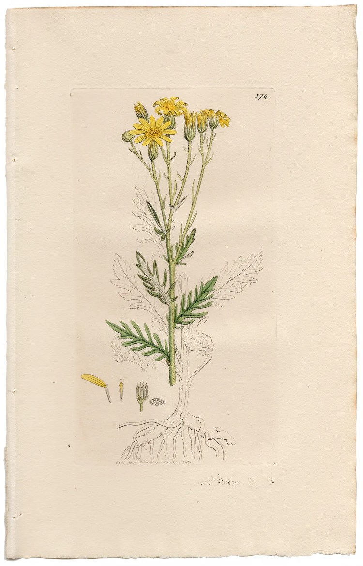 Sowerby Botany Plate 574 Hoary Groundsel