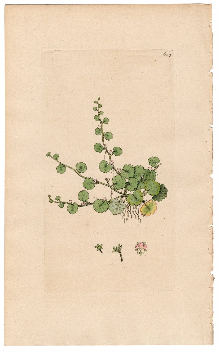 Sowerby Botany Plate 649 Sibthorpia, or Cornish Money-wort