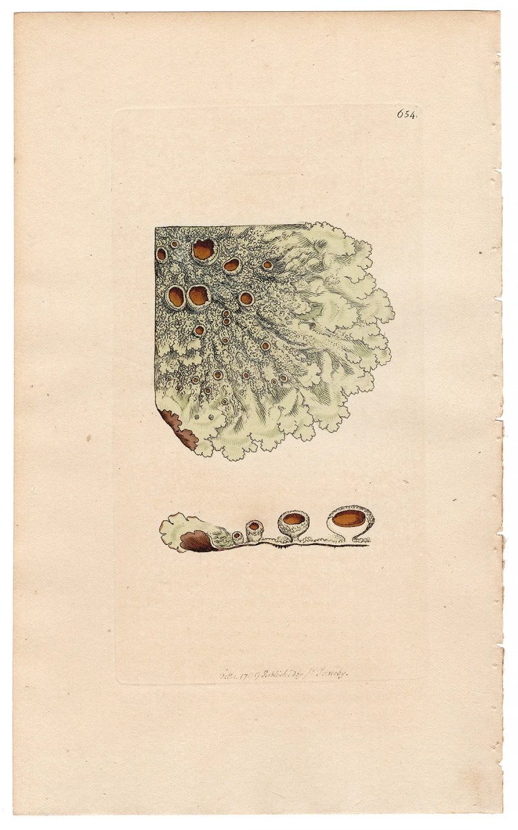 Sowerby Botany Plate 654 Wrinkled Sulphur Lichen