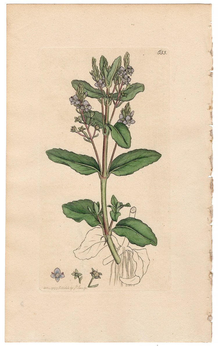 Sowerby Botany Plate 655 Brooklime