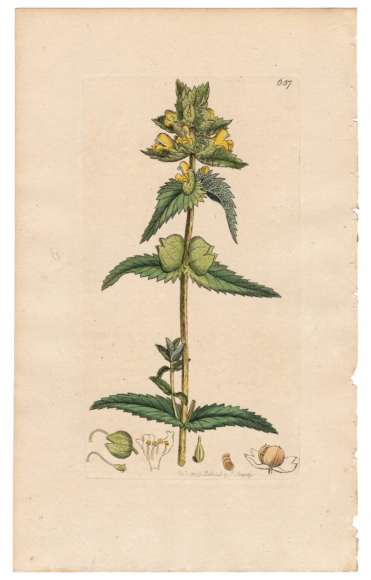 Sowerby Botany Plate 657 Yellow Rattle