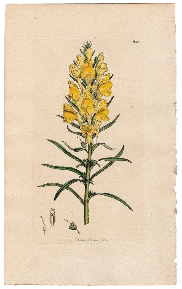 Sowerby Botany Plate 658 Yellow Toad-flax