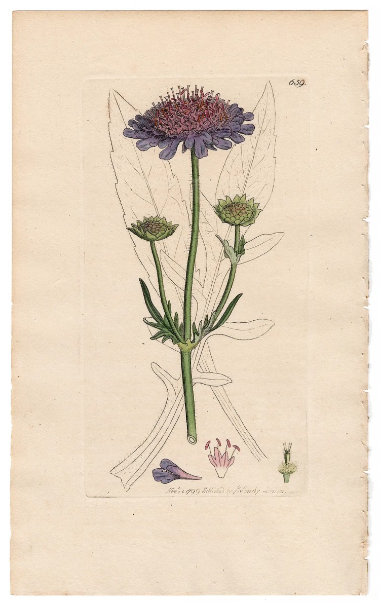 Sowerby Botany Plate 659 Field Scabious