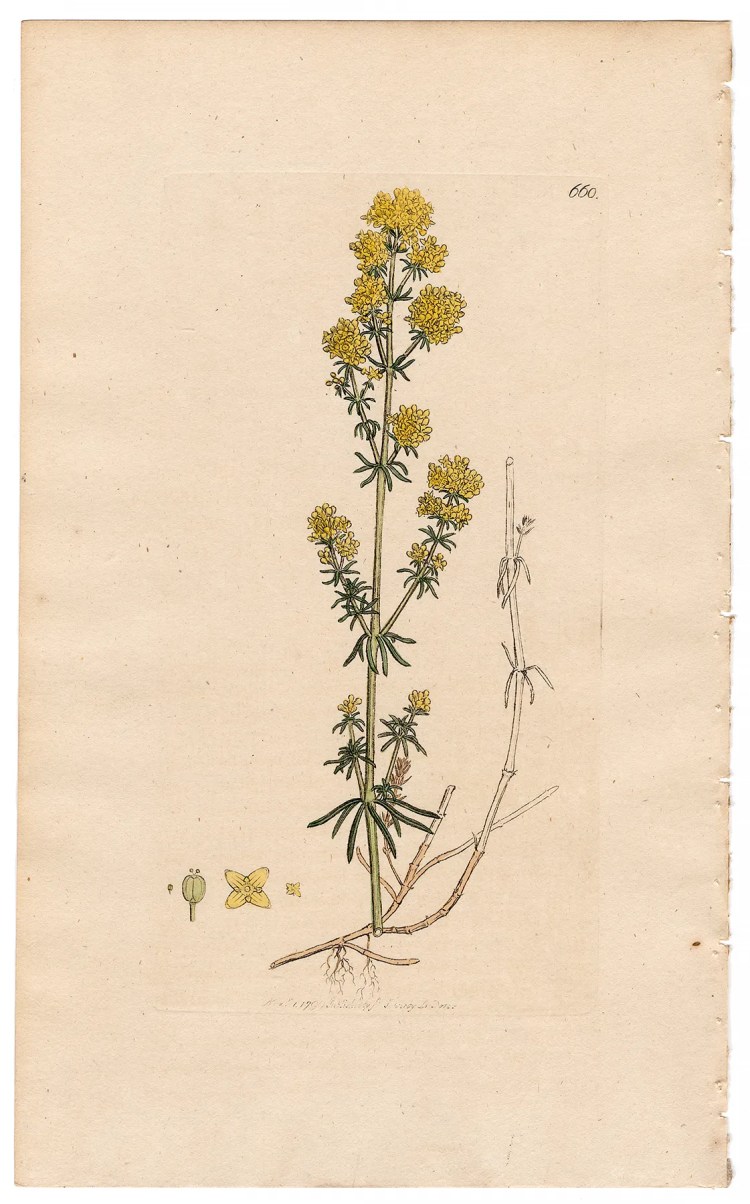 Sowerby Botany Plate 660 Yellow Bed-straw