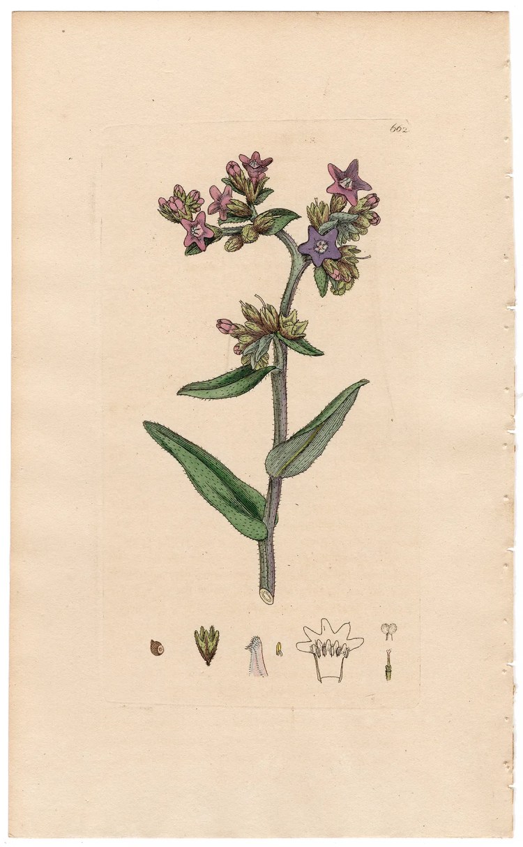 Sowerby Botany Plate 662 Common Alkanet
