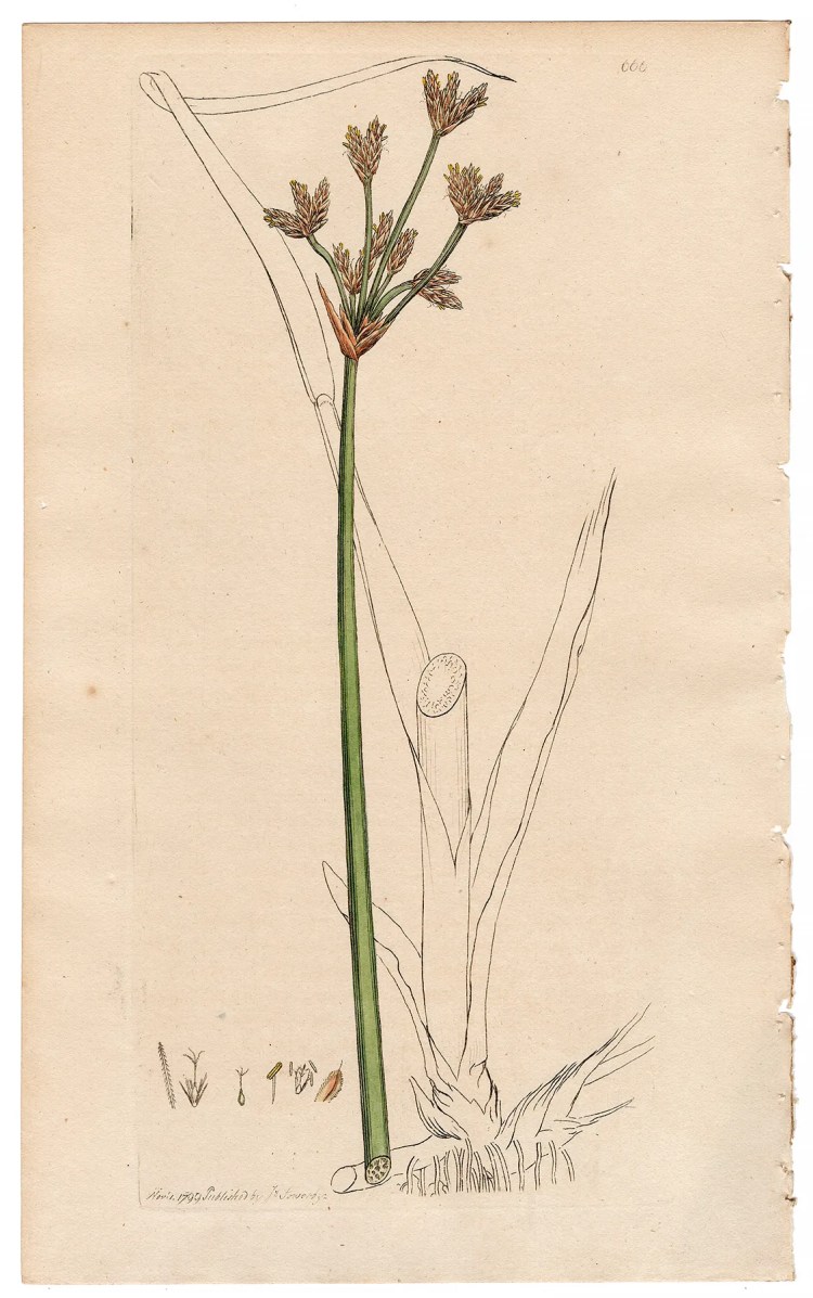 Sowerby Botany Plate 666 Bull Rush