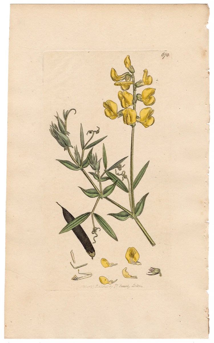 Sowerby Botany Plate 670 Meadow Vetchling