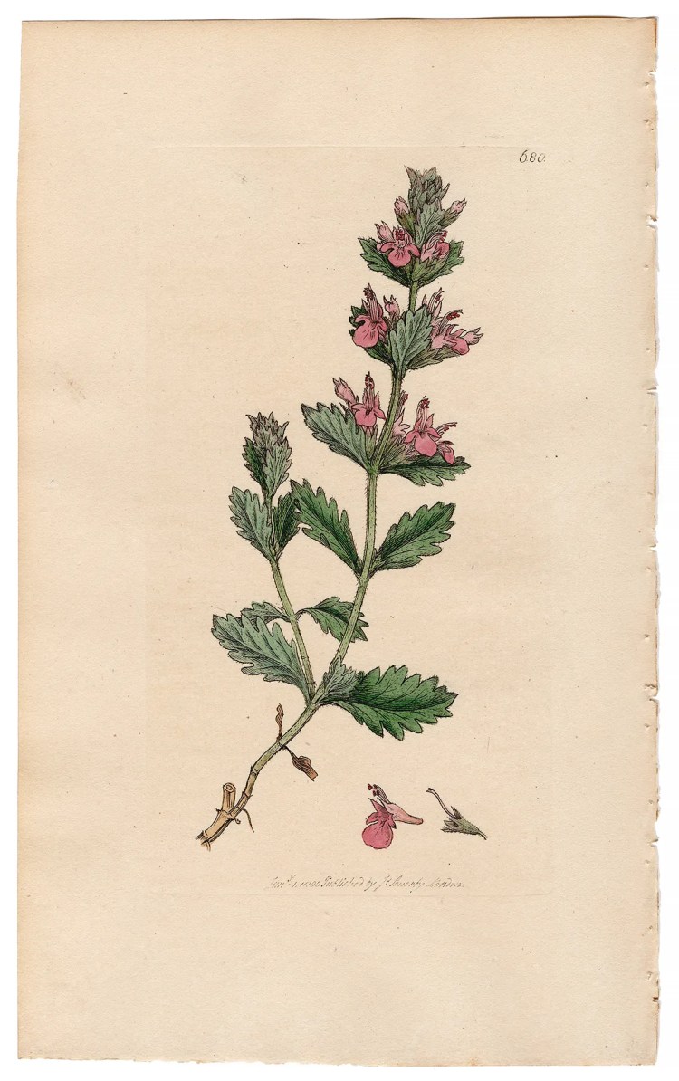 Sowerby Botany Plate 680 Wall Germander