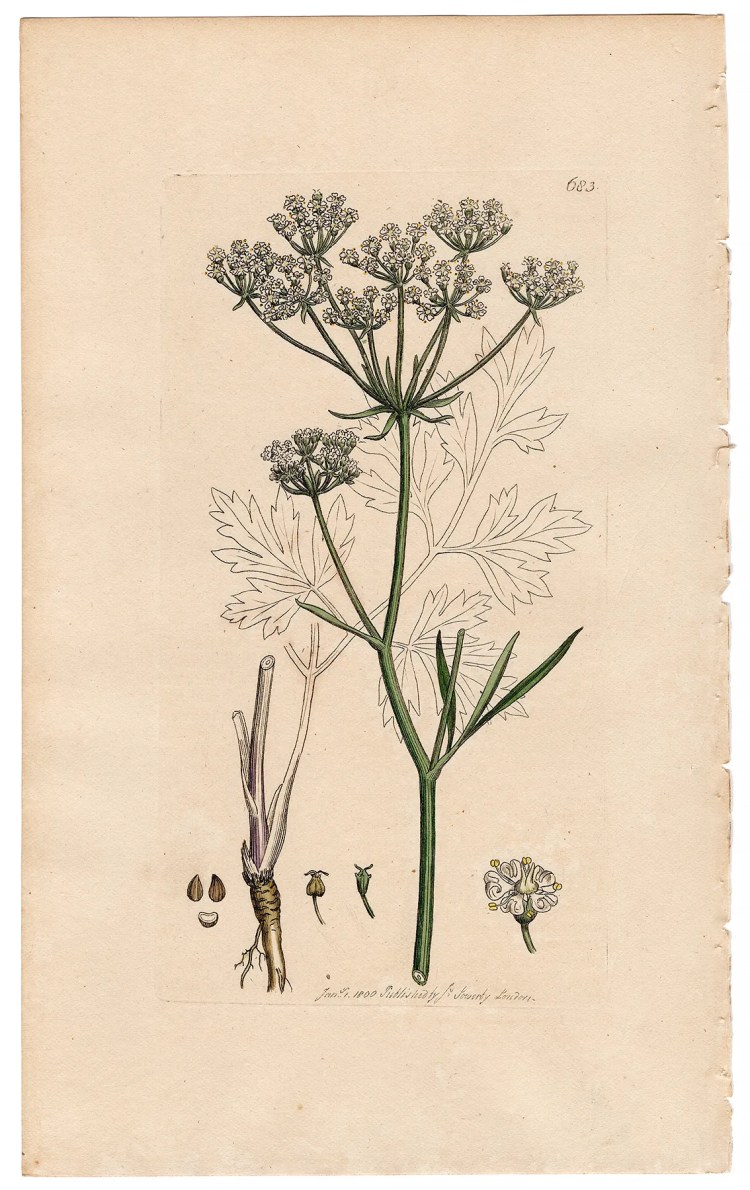 Sowerby Botany Plate 683 Cornish Lovage