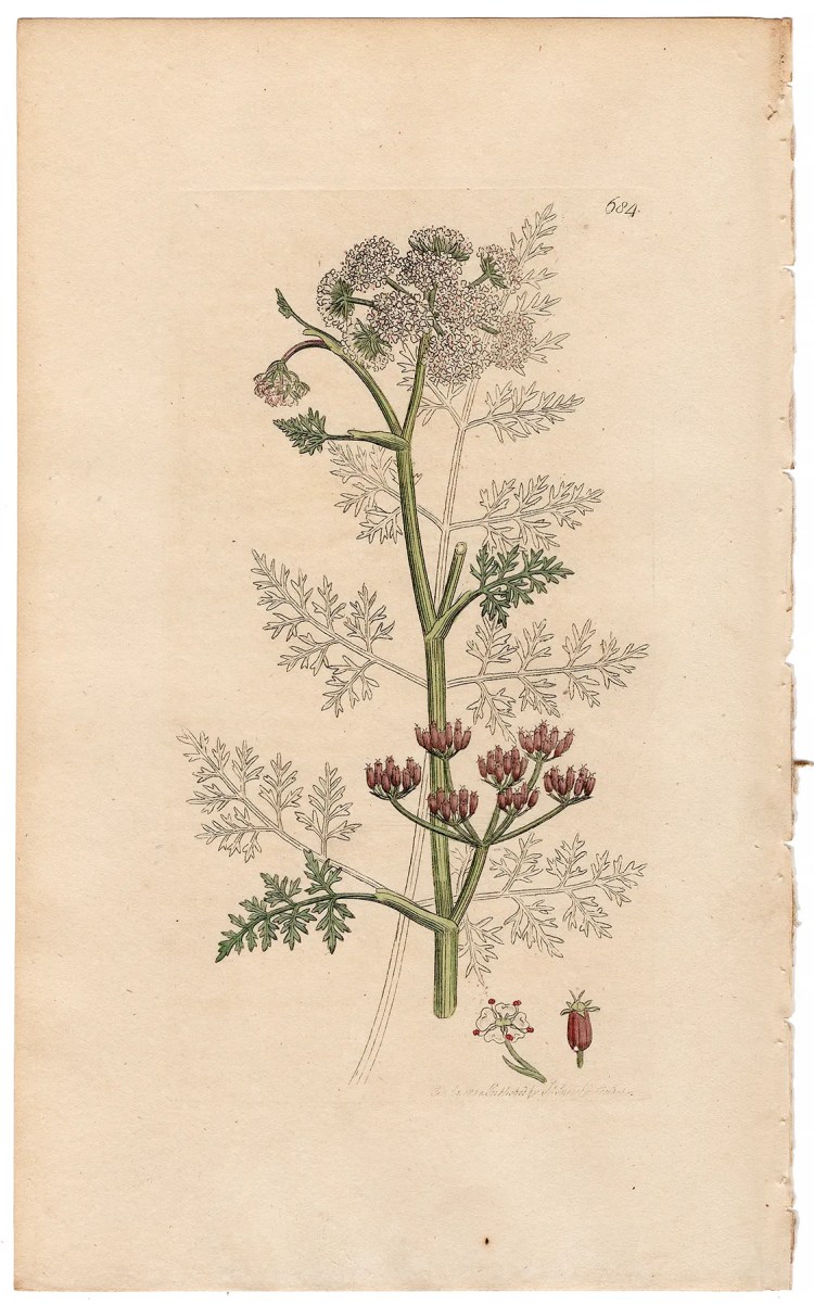 Sowerby Botany Plate 684 Water Hemlock