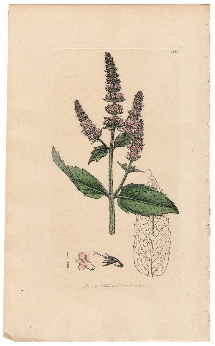 Sowerby Botany Plate 686 Horse Mint