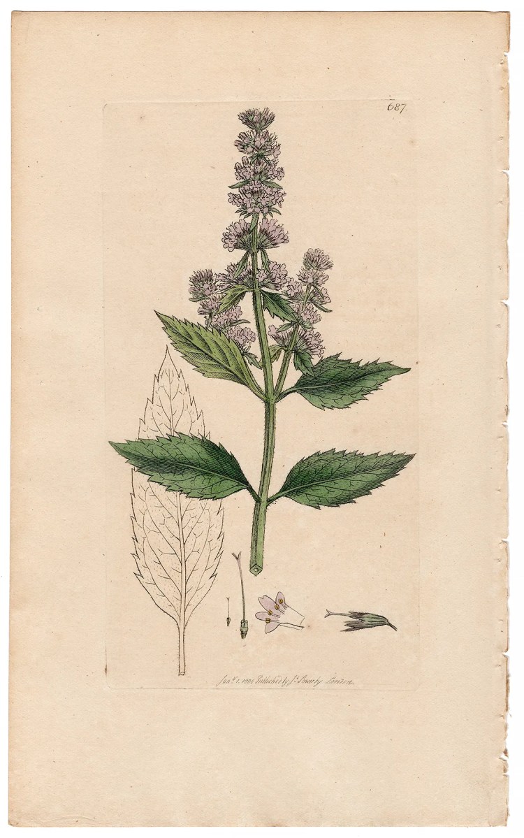 Sowerby Botany Plate 687 Pepper Mint