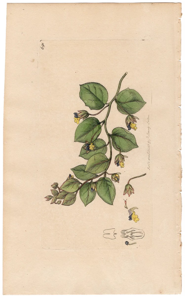 Sowerby Botany Plate 691 Round-leaved Fluellin