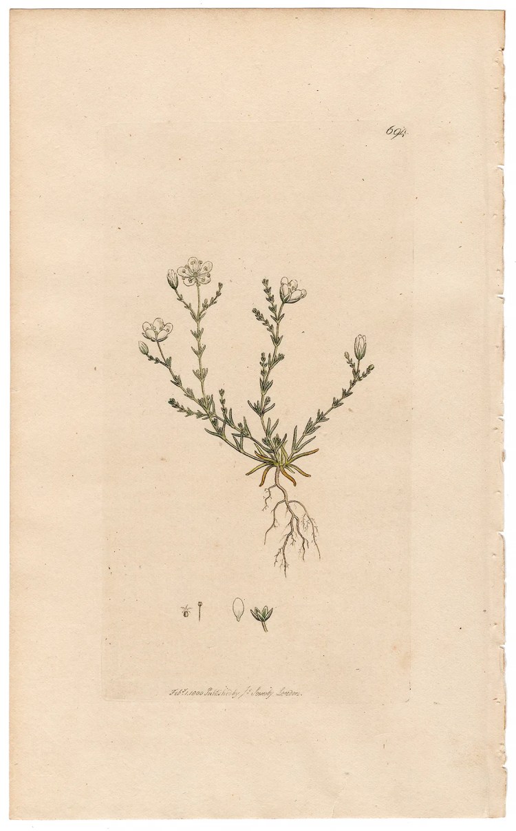 Sowerby Botany Plate 694 Knotted Spurrey