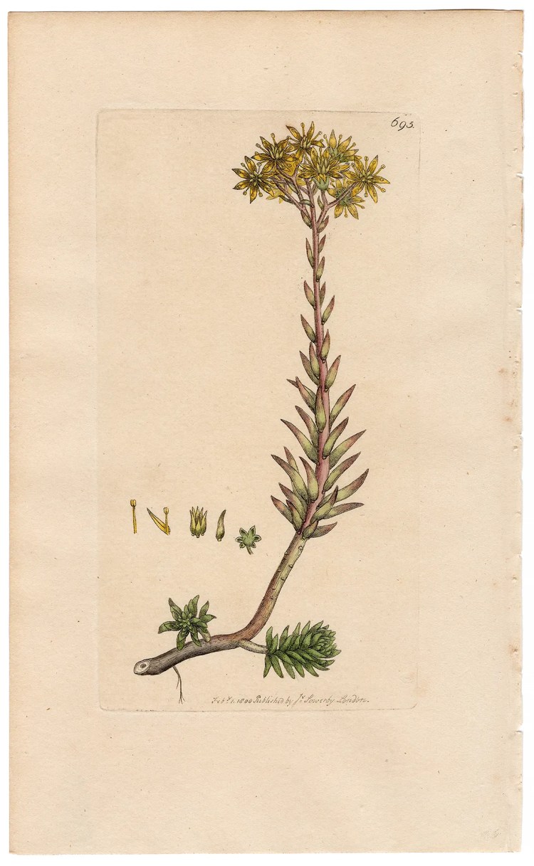 Sowerby Botany Plate 695 Yellow Stone-crop