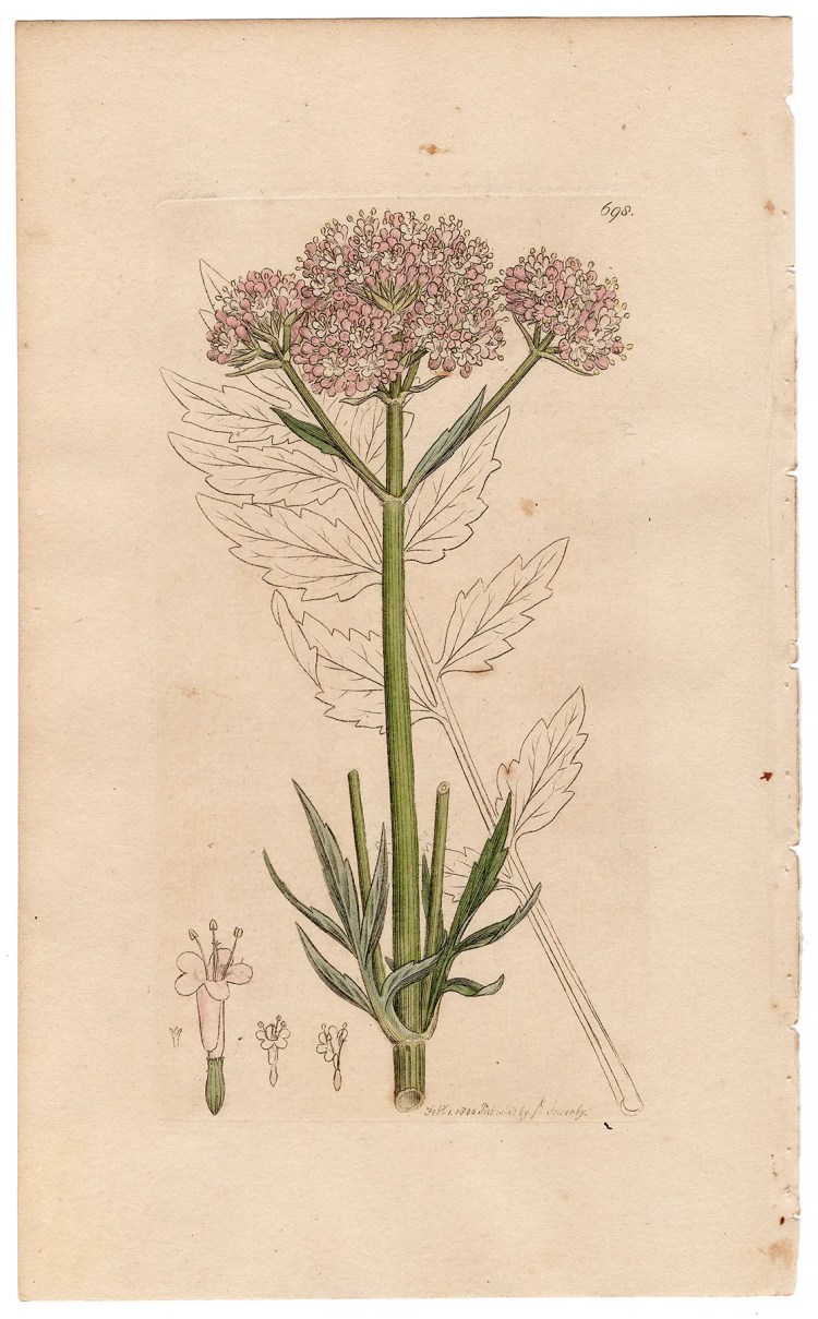 Sowerby Botany Plate 698 Great Wild Valerian
