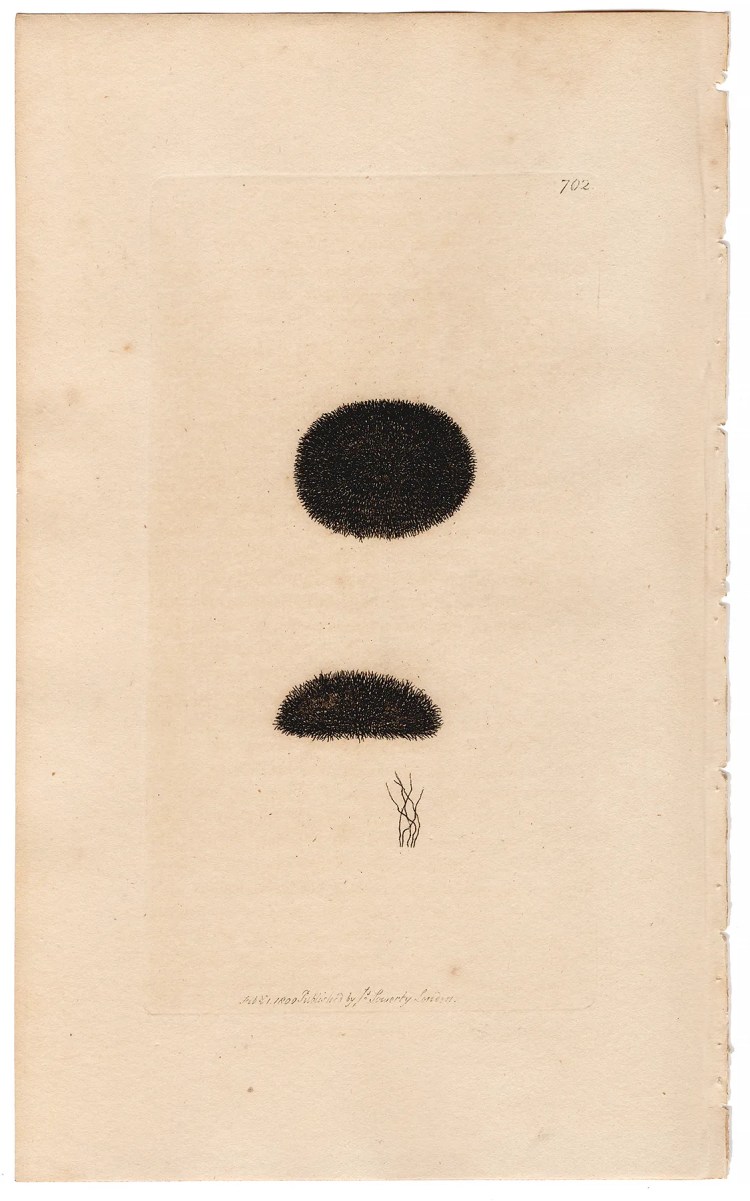Sowerby Botany Plate 702 Black Rock Byssus