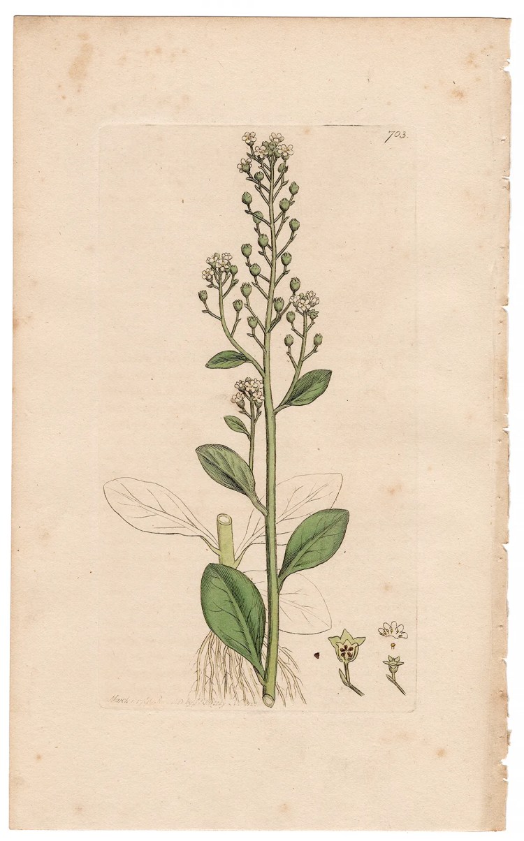 Sowerby Botany Plate 703 Brook-weed, or Water Pimpernel