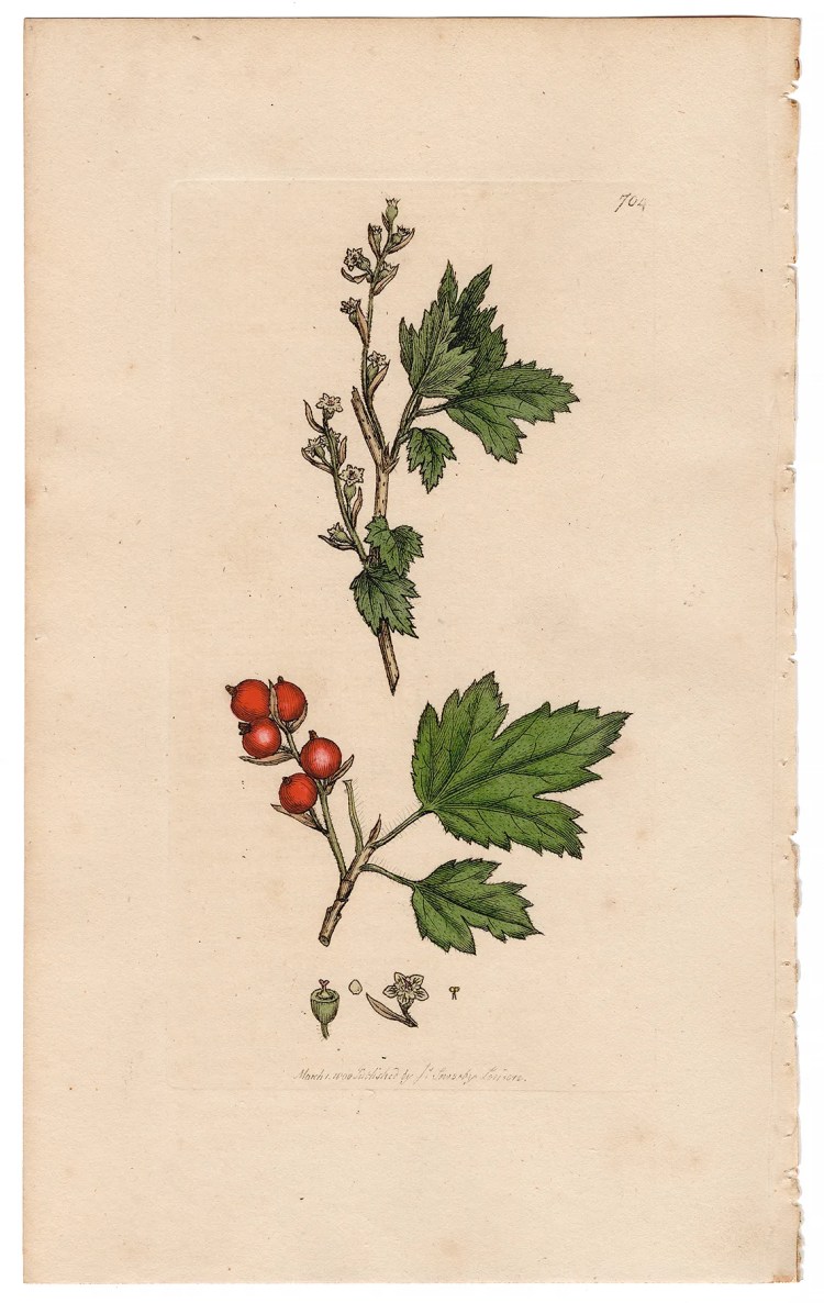 Sowerby Botany Plate 704 Tasteless Mountain Currants