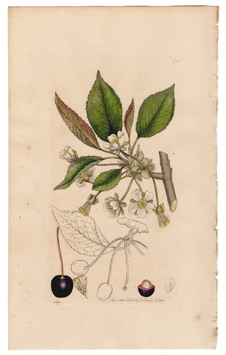 Sowerby Botany Plate 706 Wild Cherry Tree