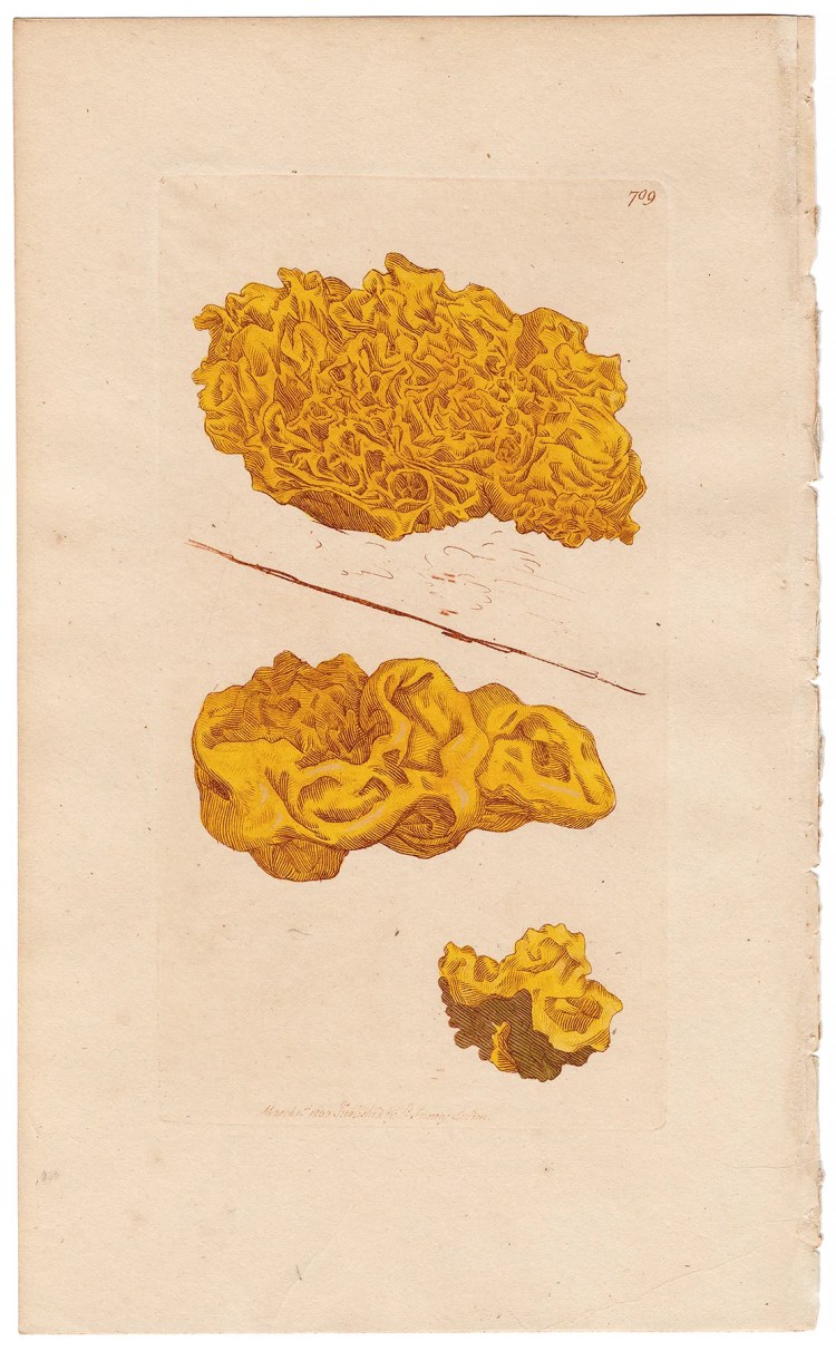 Sowerby Botany Plate 709 Plaited Yellow Tremella