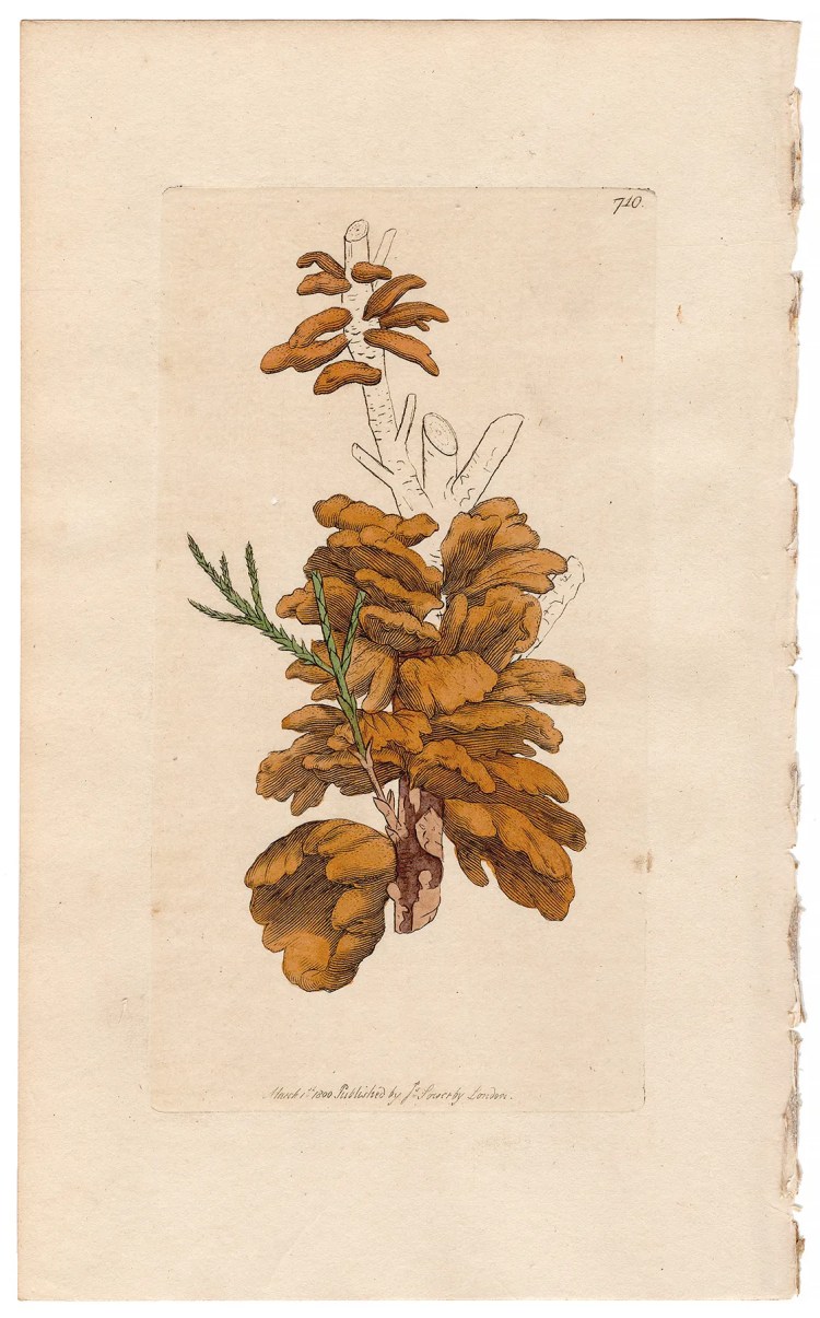 Sowerby Botany Plate 710 Savine Tremella