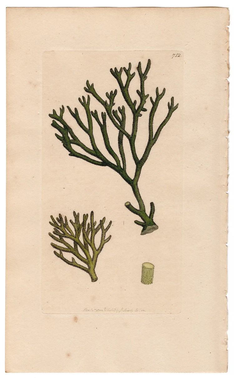 Sowerby Botany Plate 712 Downy Fucus