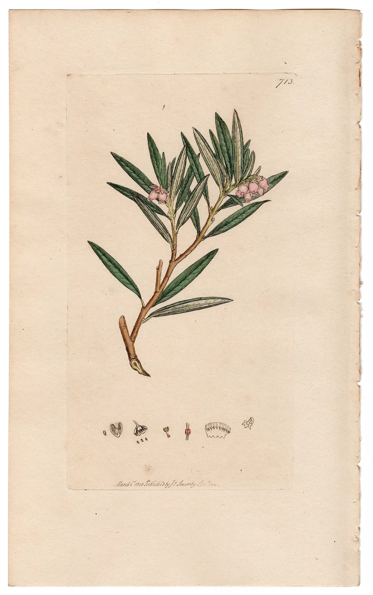 Sowerby Botany Plate 713 Marsh Andromeda