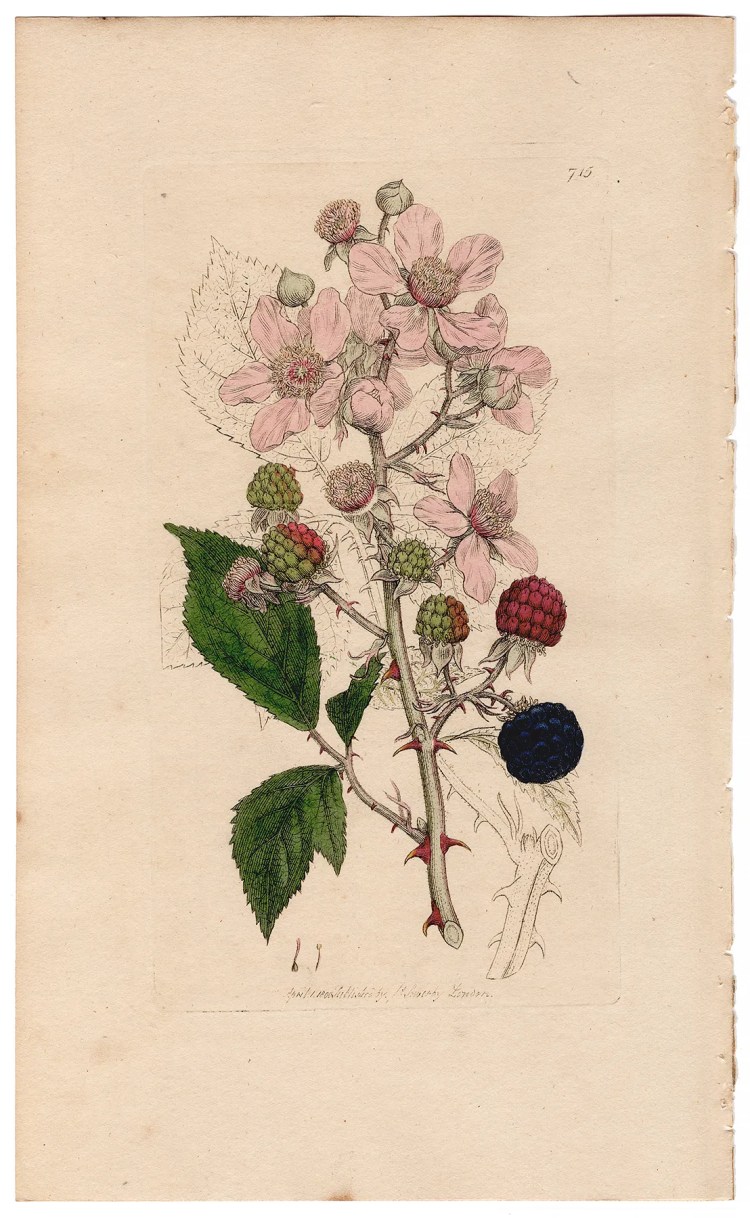 Sowerby Botany Plate 715 Common Bramble or Blackberry