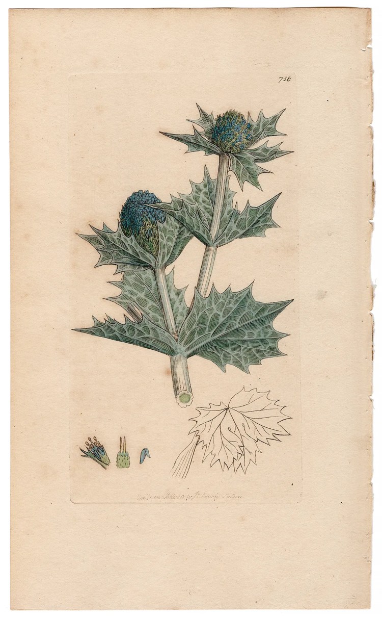 Sowerby Botany Plate 718 Sea Eryngo