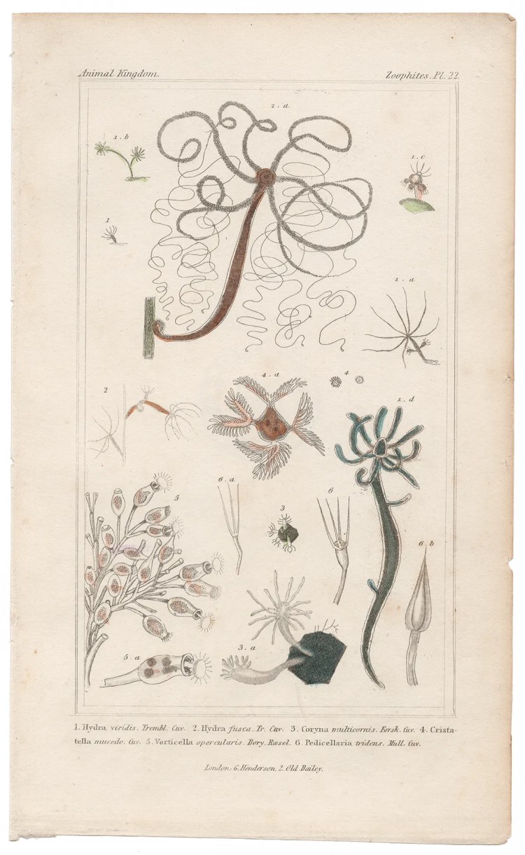 Cuvier Animal Kingdom Zoophytes Plate 22 Green Hydra
