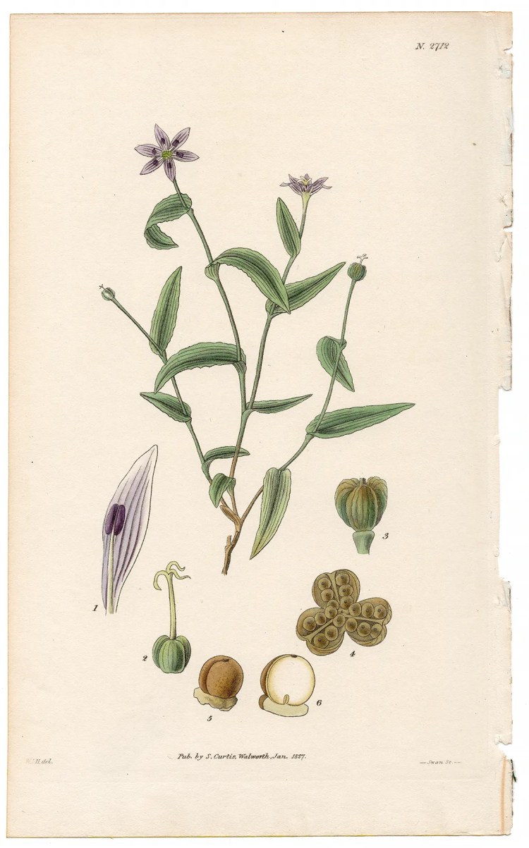 Plate 2712 Wave-leaved Schelhammera, Curtis Botanical Magazine 1827 antique engraving