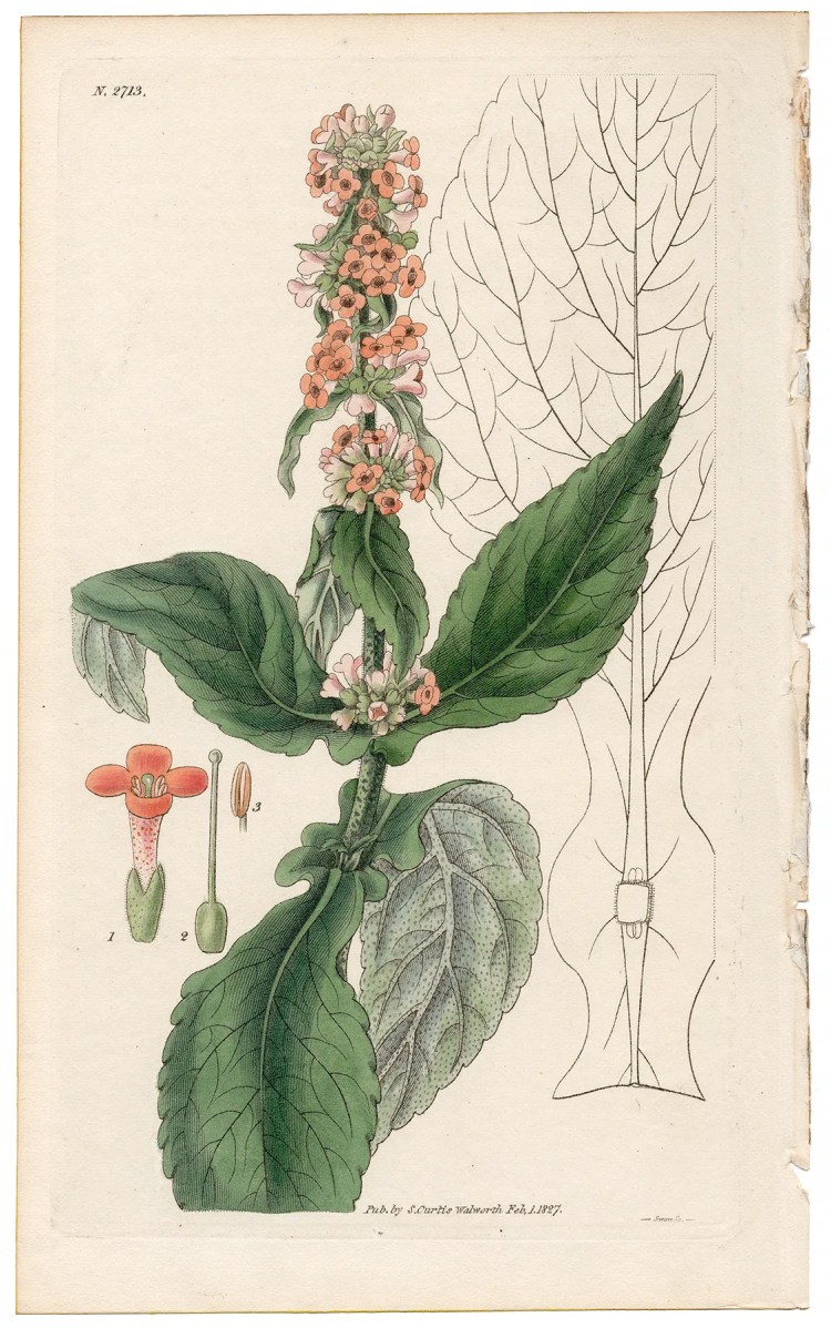 Plate 2713 Brasilian Buddlea, Curtis Botanical Magazine 1827 antique engraving