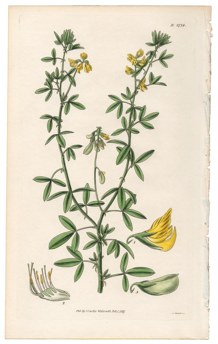Plate 2714 Dichotomous Crotalaria, Curtis Botanical Magazine 1827 antique engraving