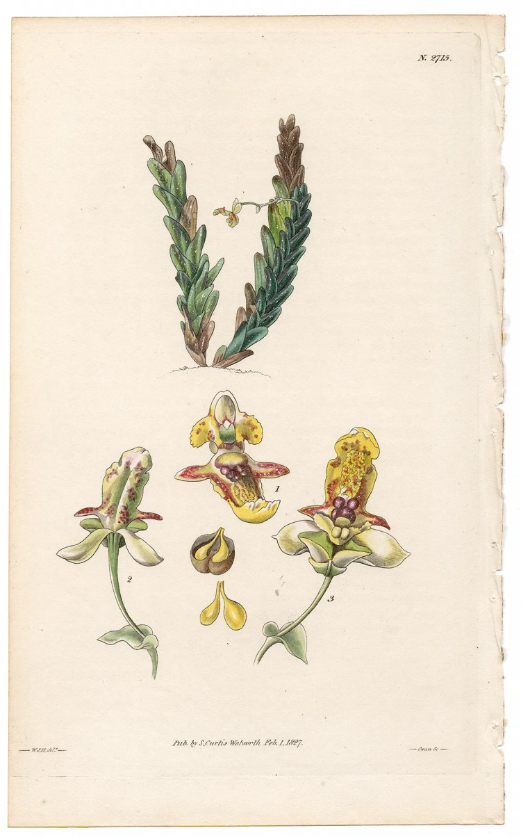 Plate 2715 Beautiful Lockhartia, Curtis Botanical Magazine 1827 antique engraving