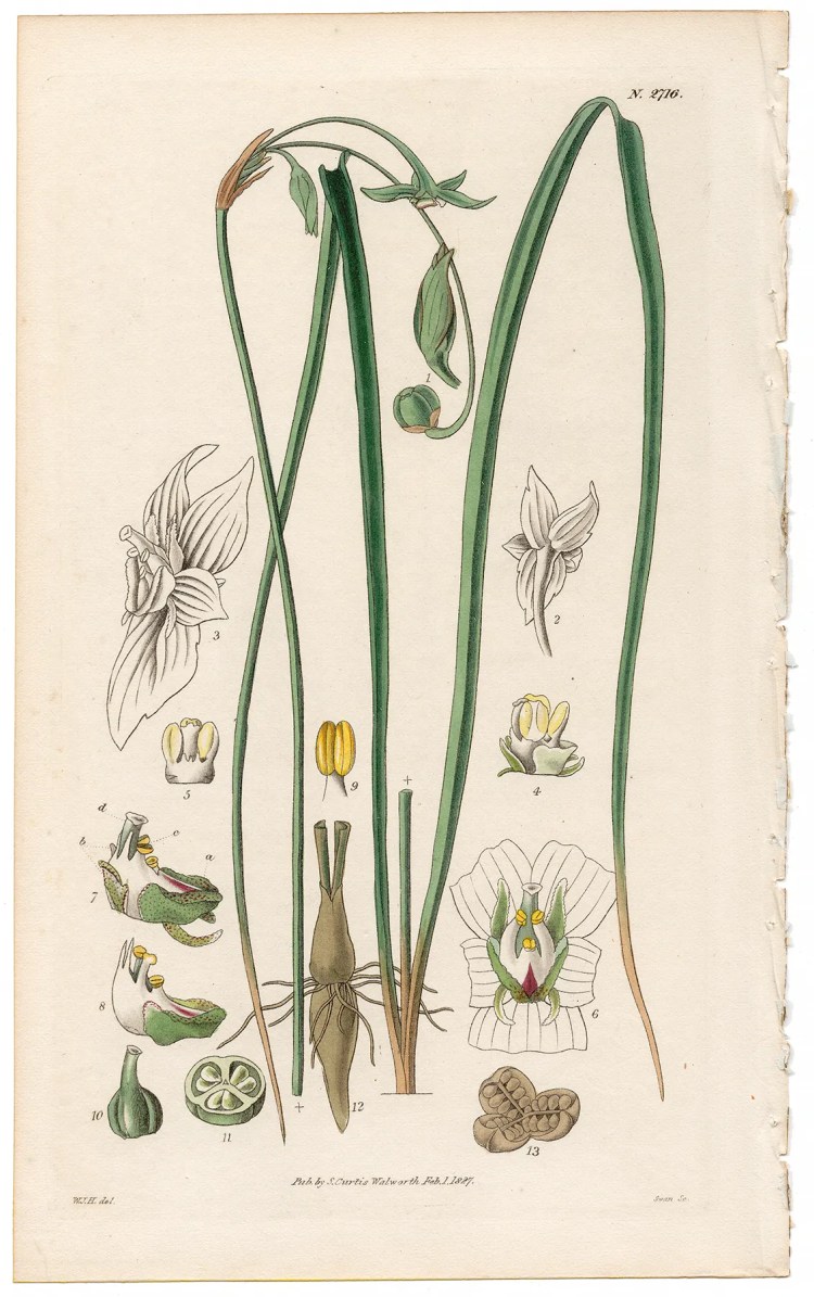 Plate 2716 Grassy-leaved Gilliesia, Curtis Botanical Magazine 1827 antique engraving