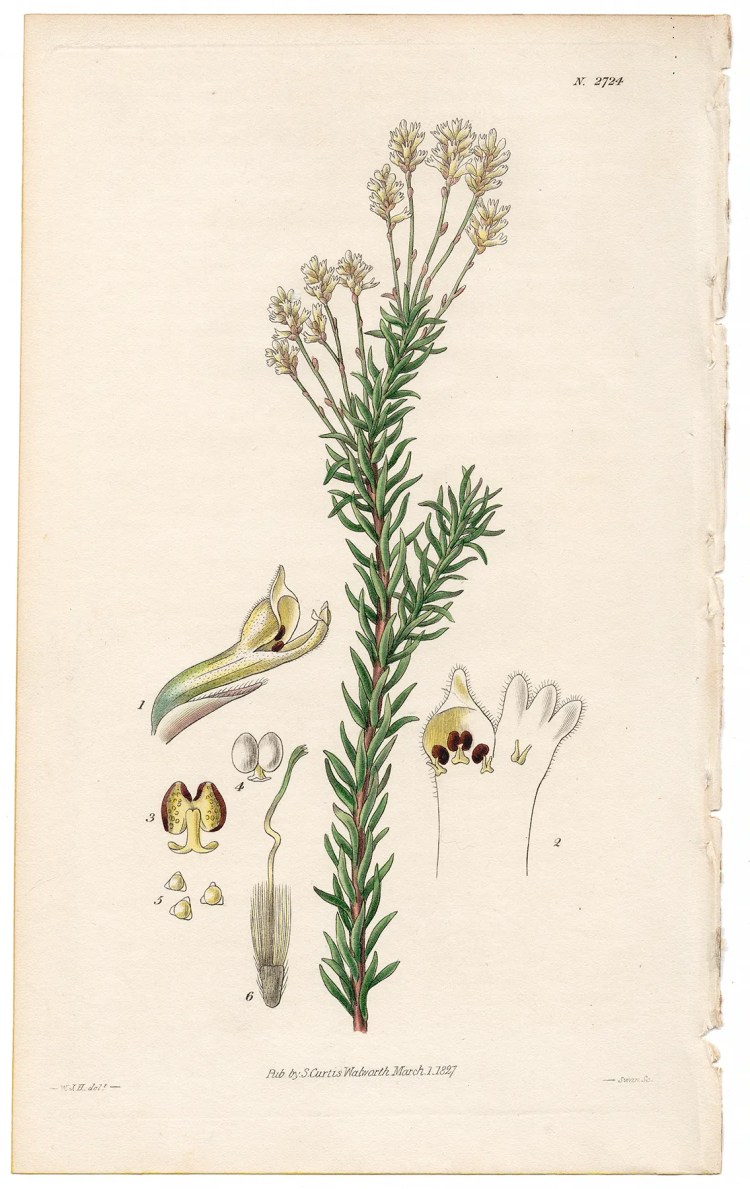 Plate 2724 Yew-leaved Conospermum, Curtis Botanical Magazine 1827 antique engraving