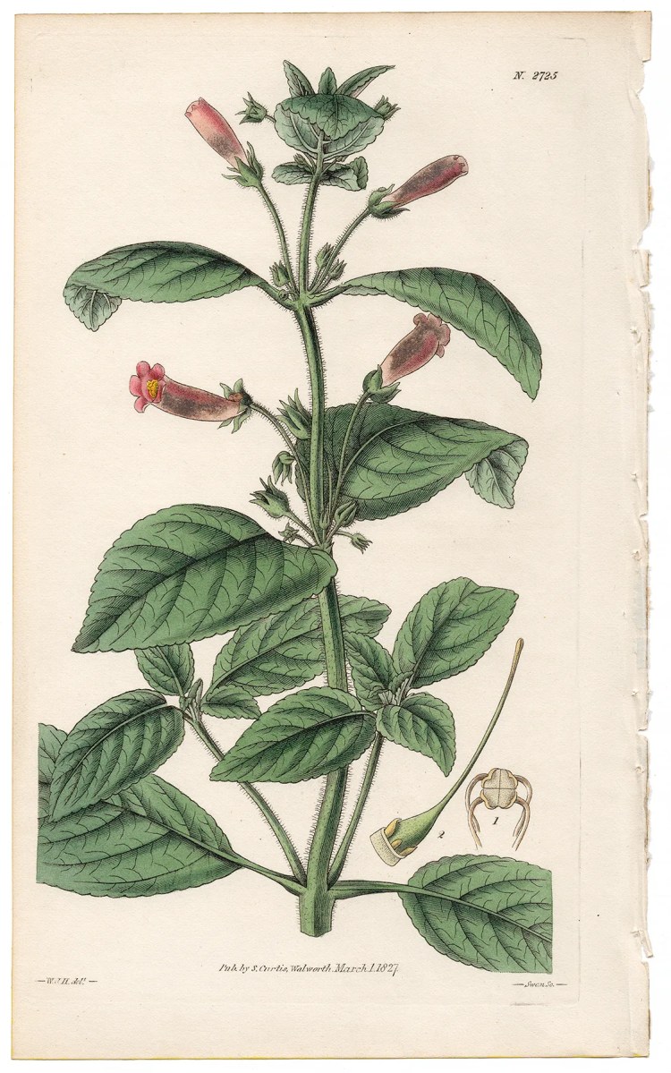 Plate 2725 Cluster-flowered Gesneria, Curtis Botanical Magazine 1827 antique engraving