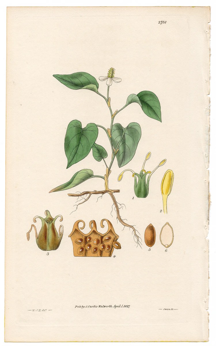 Plate 2731 Cordate Houttuynia, Curtis Botanical Magazine 1827 antique engraving