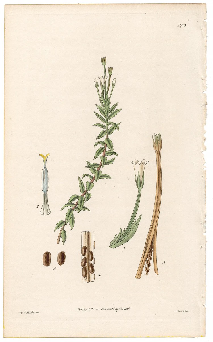 Plate 2733 Angular-fruited Cape Campanula, Curtis Botanical Magazine 1827 antique engraving