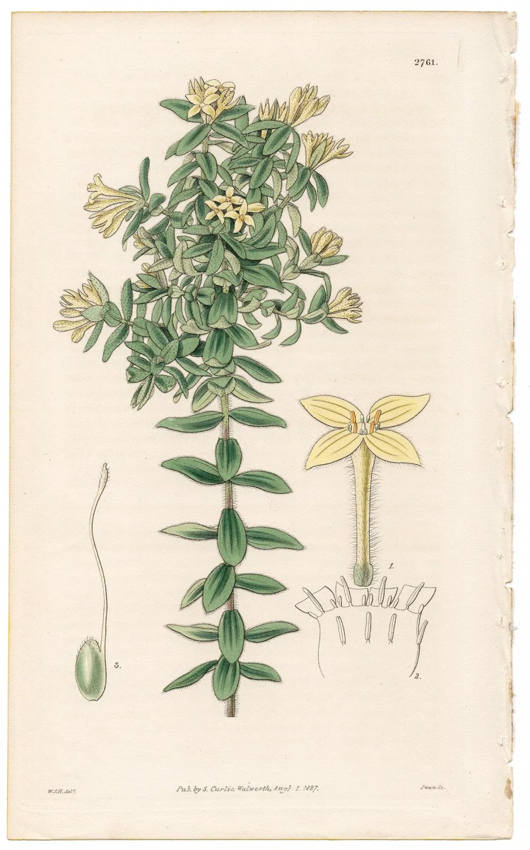 Plate 2761 Downy Gnidia, Curtis Botanical Magazine 1827 antique engraving