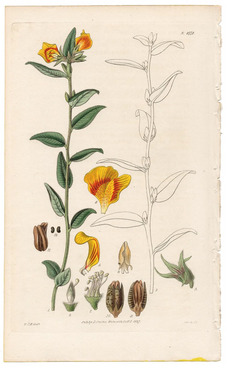 Plate 2771 Large-flowered Mirbellia, Curtis Botanical Magazine 1827 antique engraving