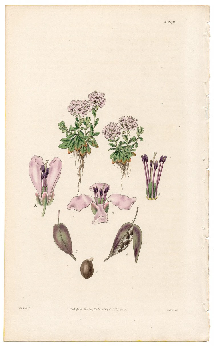 Plate 2772 Sweet-scented Long-styled Hutchinsia, Curtis Botanical Magazine 1827 antique engraving